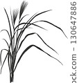 Japanese silver grass illustration material 130647886