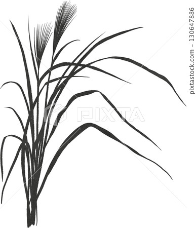 Japanese silver grass illustration material 130647886