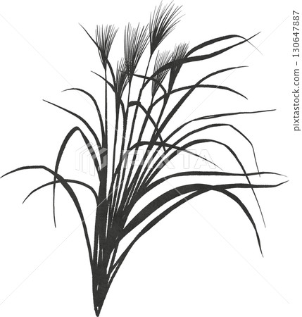 Japanese silver grass illustration material Japanese silver grass illustration material 130647887