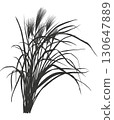 Japanese silver grass illustration material 130647889