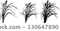Japanese pampas grass illustration material vector 130647890