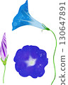 Morning glory illustration material 130647891