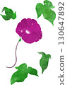 Morning glory illustration material 130647892