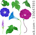 Morning glory illustration material that can be freely arranged and placed 130647893