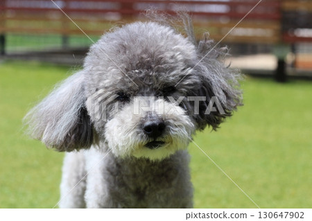 草地上一隻玩具貴賓犬的臉部表情。面部特寫。灰色和銀色的玩具貴賓犬。 草地上一隻玩具貴賓犬的臉部表情。面部特寫。灰色和銀色的玩具貴賓犬。 130647902