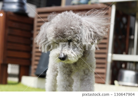 Facial expression of a toy poodle on the grass. Close-up of the face. Gray and silver toy poodle. 130647904