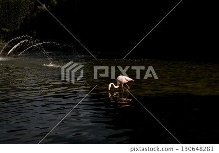 Alone pink flamingo at river Alone pink flamingo at river 130648281