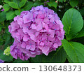 Hydrangea 130648373