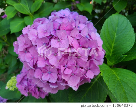 Hydrangea Hydrangea 130648373