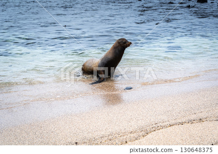 Sea Lion Posing on Playa Loberia Beach 130648375