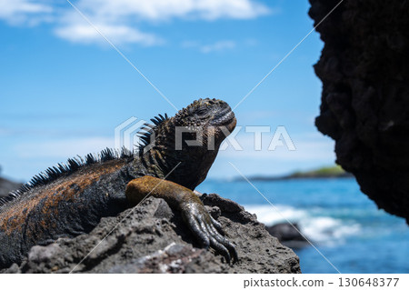 Marine iguana resting on rocks by the ocean, Galapagos Marine iguana resting on rocks by the ocean, Galapagos 130648377