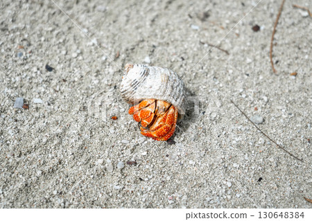 Hermit crab on a white sand beach in Maupiti, French Polynesia 130648384