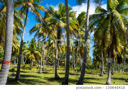 Coconut trees on Tikehau Atoll, Tuamotus, French Polynesia under a blue sky Coconut trees on Tikehau Atoll, Tuamotus, French Polynesia under a blue sky 130648410
