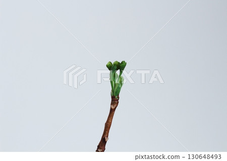 Ginkgo leaves, ginkgo, green ginkgo leaves, ginkgo leaves with new buds Ginkgo leaves, ginkgo, green ginkgo leaves, ginkgo leaves with new buds 130648493