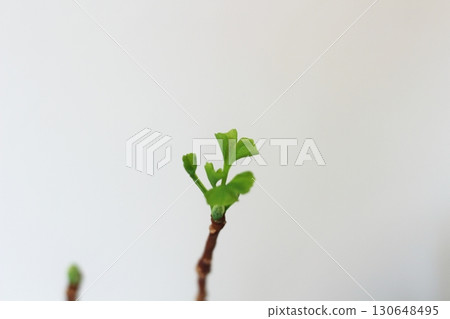 Ginkgo leaves, ginkgo, green ginkgo leaves, ginkgo leaves with new buds 130648495