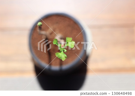 Ginkgo leaves, ginkgo, green ginkgo leaves, ginkgo leaves with new buds Ginkgo leaves, ginkgo, green ginkgo leaves, ginkgo leaves with new buds 130648498