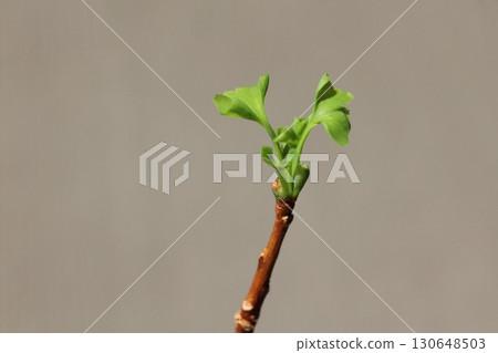 銀杏葉、銀杏、綠銀杏葉、帶新芽的銀杏葉 銀杏葉、銀杏、綠銀杏葉、帶新芽的銀杏葉 130648503