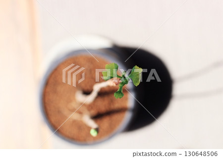 Ginkgo leaves, ginkgo, green ginkgo leaves, ginkgo leaves with new buds Ginkgo leaves, ginkgo, green ginkgo leaves, ginkgo leaves with new buds 130648506