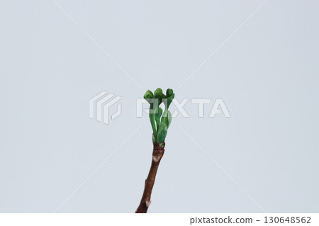 Ginkgo leaves, ginkgo, green ginkgo leaves, ginkgo leaves with new buds Ginkgo leaves, ginkgo, green ginkgo leaves, ginkgo leaves with new buds 130648562