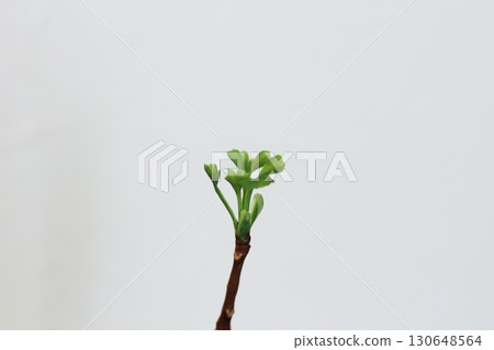 Ginkgo leaves, ginkgo, green ginkgo leaves, ginkgo leaves with new buds 130648564