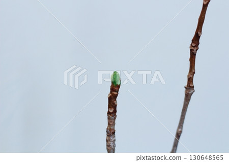 Ginkgo leaves, ginkgo, green ginkgo leaves, ginkgo leaves with new buds 130648565