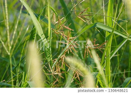 濱菅，2025年 130648621