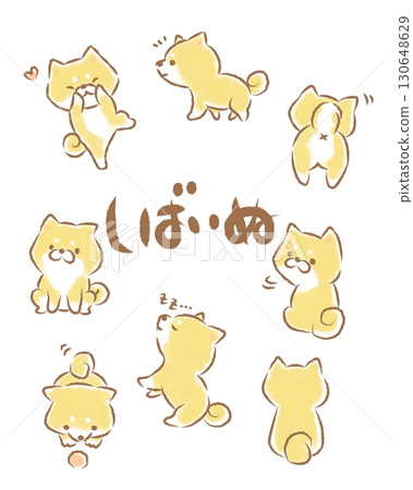 無背景的柴犬品種 130648629