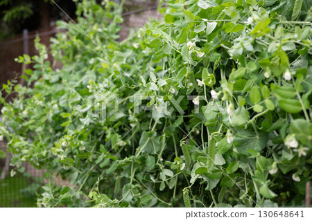 Lush green pea plant vines with blossoms in garden setting Lush green pea plant vines with blossoms in garden setting 130648641