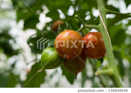 Ripening striped cherry tomatoes on vine in lush green garden setting 130648646