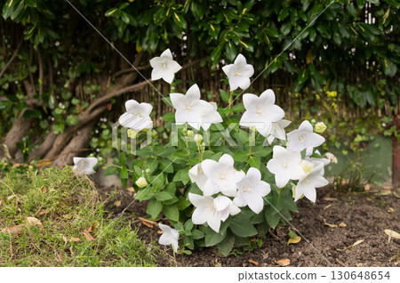 White balloon flowers blooming in garden with lush green foliage White balloon flowers blooming in garden with lush green foliage 130648654