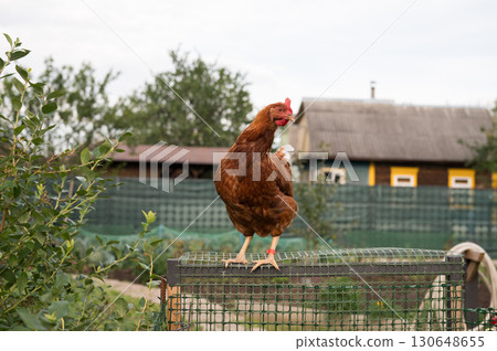Brown chicken perched on wire fence in rural farm setting 130648655