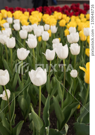 Tulip Day. Vibrant garden of red, yellow, and white tulips in bloom 130648716