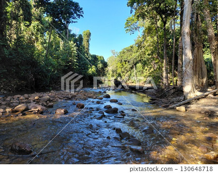 Serene forest river scene with clear water and lush greenery 130648718