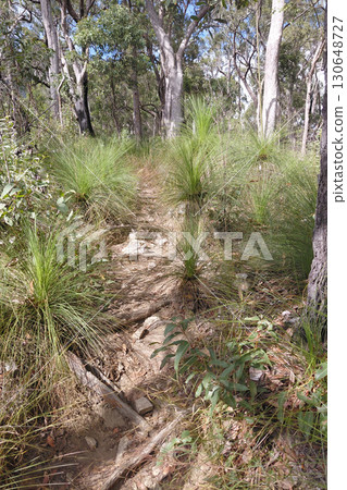 Scenic forest trail with native grasses and eucalyptus trees 130648727