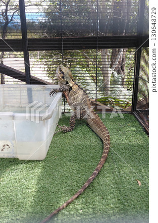 Lizard in outdoor enclosure with water container on artificial grass 130648729