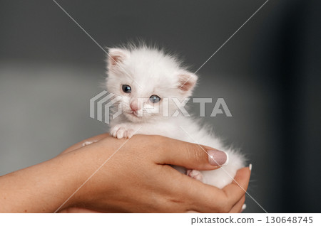 Adorable fluffy white kitten with blue eyes cradled in female hands 130648745