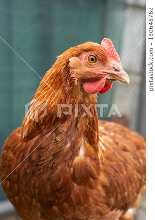 Close-up of brown hen with detailed feathers in outdoor enclosure 130648762