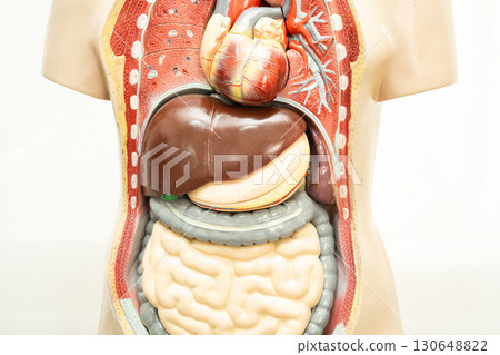 Human model anatomy for medical training course, teaching medicine education. 130648822