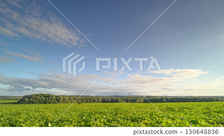 A Beautiful Scenic View of Lush Green soy Fields Under a Bright Blue Sky on a Sunny Day A Beautiful Scenic View of Lush Green soy Fields Under a Bright Blue Sky on a Sunny Day 130648836