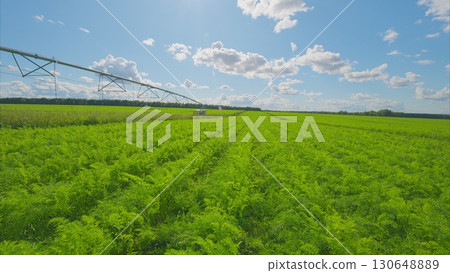 Lush and vibrant green crops flourish beautifully under an expansive bright blue sky Lush and vibrant green crops flourish beautifully under an expansive bright blue sky 130648889