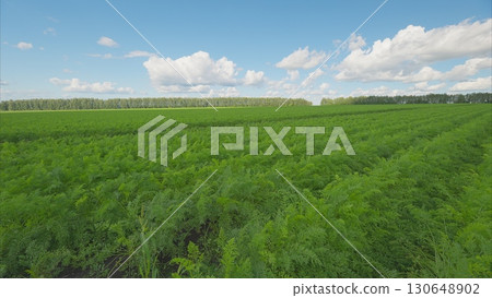 A Vibrant and Lush Green Agricultural Field Set Beneath a Bright and Clear Blue Sky Above A Vibrant and Lush Green Agricultural Field Set Beneath a Bright and Clear Blue Sky Above 130648902