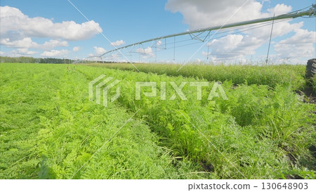 Vast, Expansive Green Fields Featuring an Advanced Irrigation System Beneath a Bright Sky 130648903
