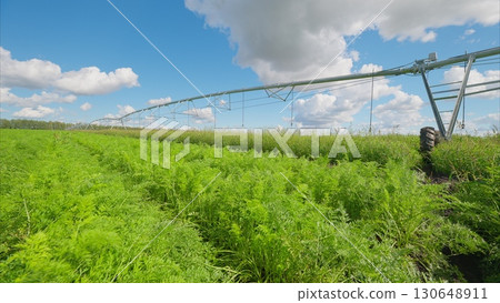 A Lush Green Agricultural Field Featuring a Modern Irrigation System Under a Clear Blue Sky A Lush Green Agricultural Field Featuring a Modern Irrigation System Under a Clear Blue Sky 130648911
