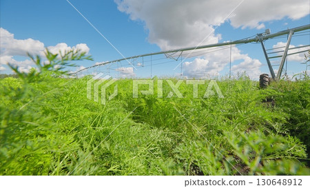 Lush Green Agricultural Fields Complete with a Modern Irrigation System and Technologies 130648912