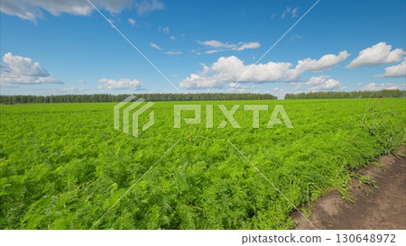 A Beautiful Lush carrots Green Field Located Under a Bright Blue Sky Filled with Fluffy Clouds A Beautiful Lush carrots Green Field Located Under a Bright Blue Sky Filled with Fluffy Clouds 130648972