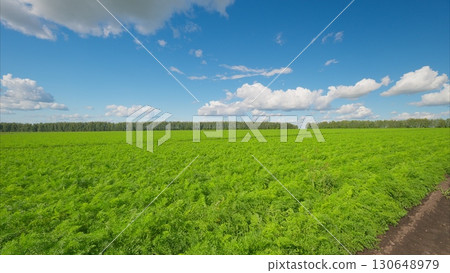 Expansive Vibrant Green Fields Beneath a Beautifully Bright Blue Sky on a Sunny Day 130648979