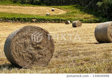 Llandscape of golden fields with haystacks and green grass, with trees in the background, under a bright sun 130648996