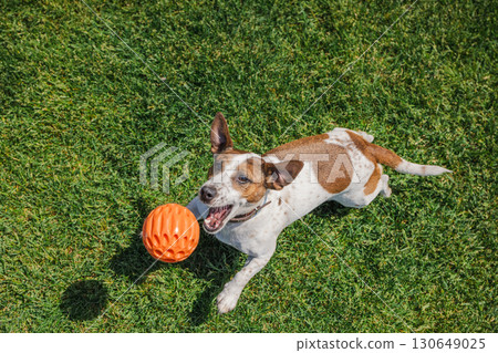 Excited Jack Russell Terrier leaps toward an orange ball during a fast-paced game on a sunlit green lawn. Excited Jack Russell Terrier leaps toward an orange ball during a fast-paced game on a sunlit green lawn. 130649025