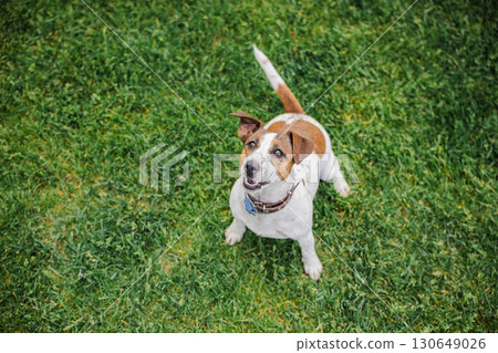 Alert Jack Russell Terrier stands still on lush grass and gazes upward with curious and focused eyes during a pause in playtime Alert Jack Russell Terrier stands still on lush grass and gazes upward with curious and focused eyes during a pause in playtime 130649026