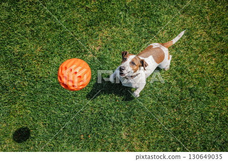 Excited Jack Russell Terrier focuses on an orange ball flying through the air while playing fetch on a sunny green lawn. 130649035